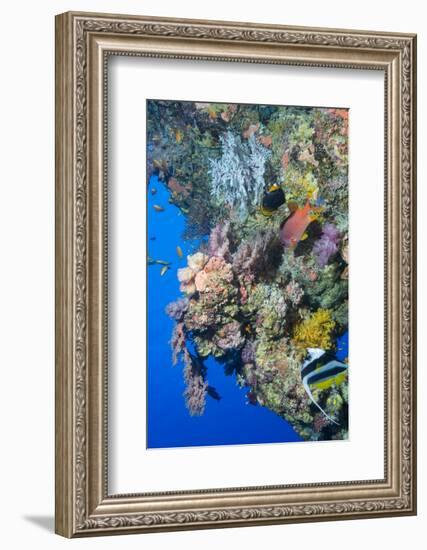 Colourful, Coral Covered Reef Wall at Osprey Reef, Longfin Banner Fish (Heniochus Acuminatus)-Louise Murray-Framed Photographic Print