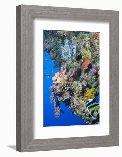 Colourful, Coral Covered Reef Wall at Osprey Reef, Longfin Banner Fish (Heniochus Acuminatus)-Louise Murray-Framed Photographic Print