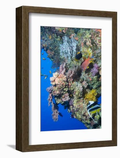 Colourful, Coral Covered Reef Wall at Osprey Reef, Longfin Banner Fish (Heniochus Acuminatus)-Louise Murray-Framed Photographic Print