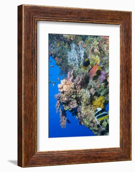 Colourful, Coral Covered Reef Wall at Osprey Reef, Longfin Banner Fish (Heniochus Acuminatus)-Louise Murray-Framed Photographic Print