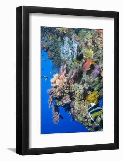 Colourful, Coral Covered Reef Wall at Osprey Reef, Longfin Banner Fish (Heniochus Acuminatus)-Louise Murray-Framed Photographic Print