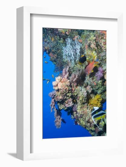 Colourful, Coral Covered Reef Wall at Osprey Reef, Longfin Banner Fish (Heniochus Acuminatus)-Louise Murray-Framed Photographic Print