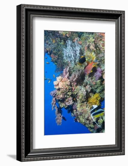 Colourful, Coral Covered Reef Wall at Osprey Reef, Longfin Banner Fish (Heniochus Acuminatus)-Louise Murray-Framed Photographic Print