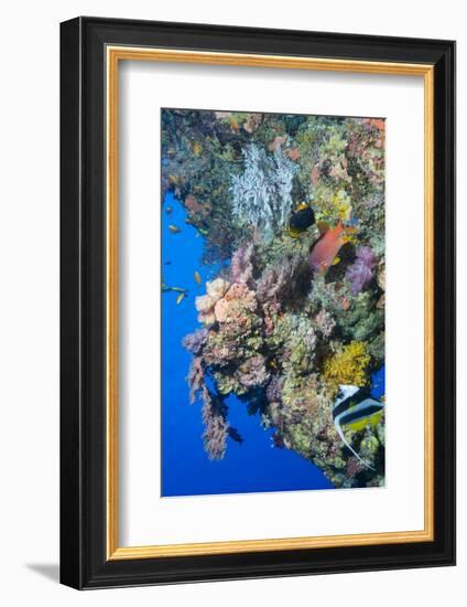 Colourful, Coral Covered Reef Wall at Osprey Reef, Longfin Banner Fish (Heniochus Acuminatus)-Louise Murray-Framed Photographic Print