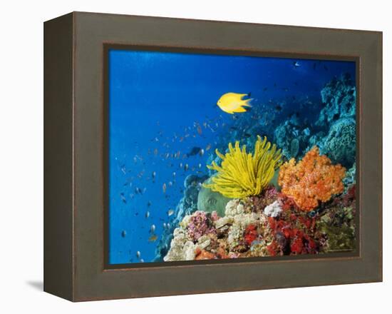 Colourful Crinoids and Solt Corals at Hanging Gardens, Sipadan Island, Sabah, Malaysia-Louise Murray-Framed Premier Image Canvas