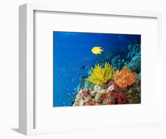 Colourful Crinoids and Solt Corals at Hanging Gardens, Sipadan Island, Sabah, Malaysia-Louise Murray-Framed Photographic Print