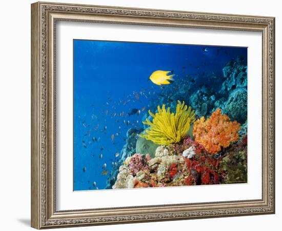 Colourful Crinoids and Solt Corals at Hanging Gardens, Sipadan Island, Sabah, Malaysia-Louise Murray-Framed Photographic Print