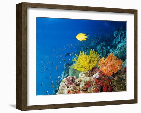 Colourful Crinoids and Solt Corals at Hanging Gardens, Sipadan Island, Sabah, Malaysia-Louise Murray-Framed Photographic Print