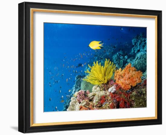 Colourful Crinoids and Solt Corals at Hanging Gardens, Sipadan Island, Sabah, Malaysia-Louise Murray-Framed Photographic Print