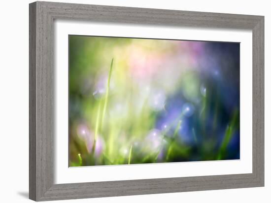 Colourful Dew-Ursula Abresch-Framed Photographic Print