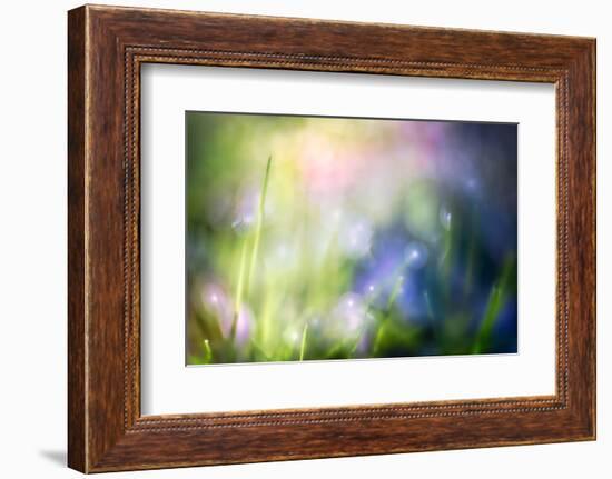 Colourful Dew-Ursula Abresch-Framed Photographic Print