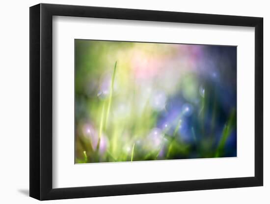 Colourful Dew-Ursula Abresch-Framed Photographic Print