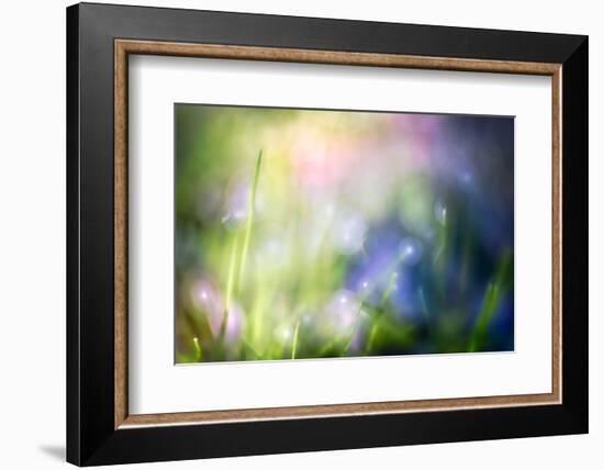 Colourful Dew-Ursula Abresch-Framed Photographic Print