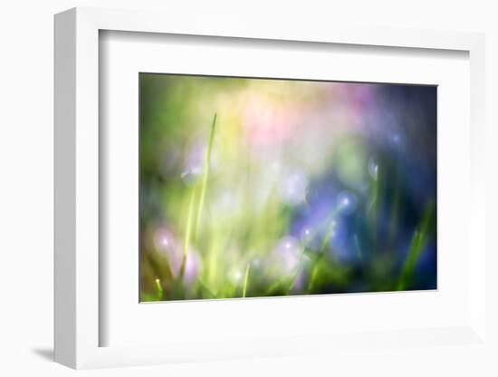 Colourful Dew-Ursula Abresch-Framed Photographic Print