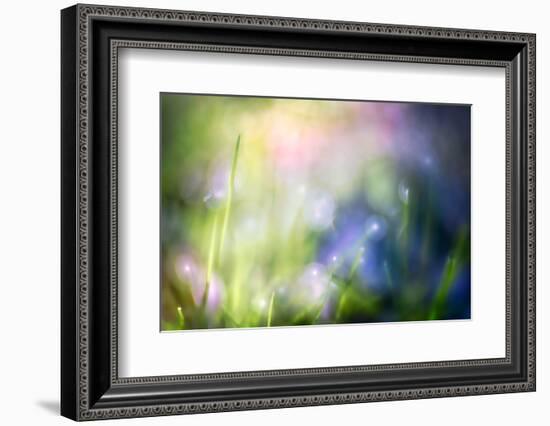 Colourful Dew-Ursula Abresch-Framed Photographic Print