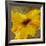 Colourful Flowers II-Bridges-Framed Giclee Print
