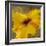 Colourful Flowers II-Bridges-Framed Giclee Print