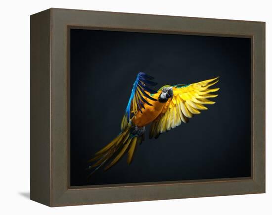 Colourful Flying Ara On A Dark Background-NejroN Photo-Framed Premier Image Canvas