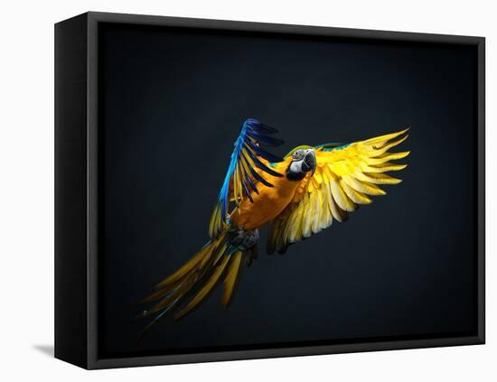 Colourful Flying Ara On A Dark Background-NejroN Photo-Framed Premier Image Canvas