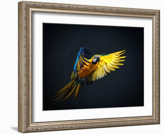 Colourful Flying Ara On A Dark Background-NejroN Photo-Framed Photographic Print