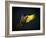 Colourful Flying Ara On A Dark Background-NejroN Photo-Framed Photographic Print