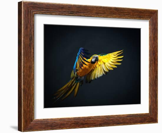 Colourful Flying Ara On A Dark Background-NejroN Photo-Framed Photographic Print