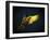 Colourful Flying Ara On A Dark Background-NejroN Photo-Framed Photographic Print