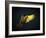 Colourful Flying Ara On A Dark Background-NejroN Photo-Framed Photographic Print