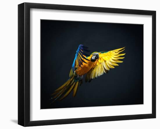 Colourful Flying Ara On A Dark Background-NejroN Photo-Framed Photographic Print