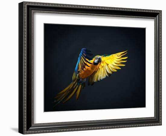 Colourful Flying Ara On A Dark Background-NejroN Photo-Framed Photographic Print