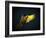 Colourful Flying Ara On A Dark Background-NejroN Photo-Framed Photographic Print