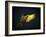 Colourful Flying Ara On A Dark Background-NejroN Photo-Framed Photographic Print
