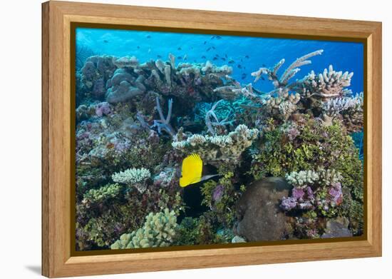 Colourful Healthy Hard and Soft Coral Reef with Long Nosed Butterflyfish (Forcipiger Flavissimus)-Louise Murray-Framed Premier Image Canvas