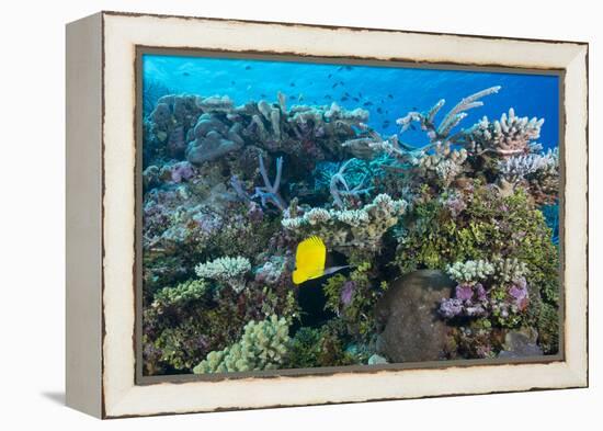 Colourful Healthy Hard and Soft Coral Reef with Long Nosed Butterflyfish (Forcipiger Flavissimus)-Louise Murray-Framed Premier Image Canvas
