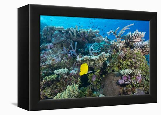 Colourful Healthy Hard and Soft Coral Reef with Long Nosed Butterflyfish (Forcipiger Flavissimus)-Louise Murray-Framed Premier Image Canvas