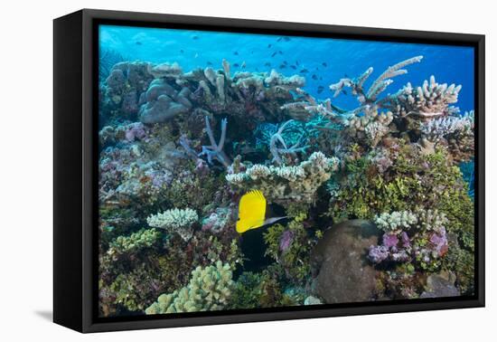 Colourful Healthy Hard and Soft Coral Reef with Long Nosed Butterflyfish (Forcipiger Flavissimus)-Louise Murray-Framed Premier Image Canvas