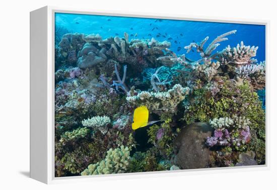 Colourful Healthy Hard and Soft Coral Reef with Long Nosed Butterflyfish (Forcipiger Flavissimus)-Louise Murray-Framed Premier Image Canvas