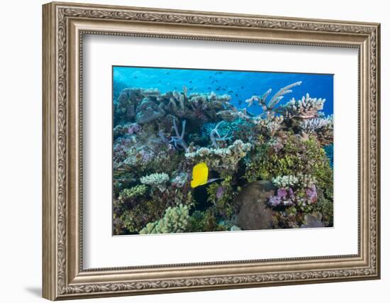 Colourful Healthy Hard and Soft Coral Reef with Long Nosed Butterflyfish (Forcipiger Flavissimus)-Louise Murray-Framed Photographic Print