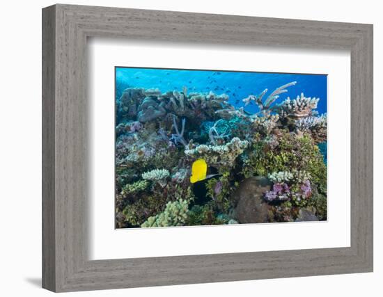 Colourful Healthy Hard and Soft Coral Reef with Long Nosed Butterflyfish (Forcipiger Flavissimus)-Louise Murray-Framed Photographic Print