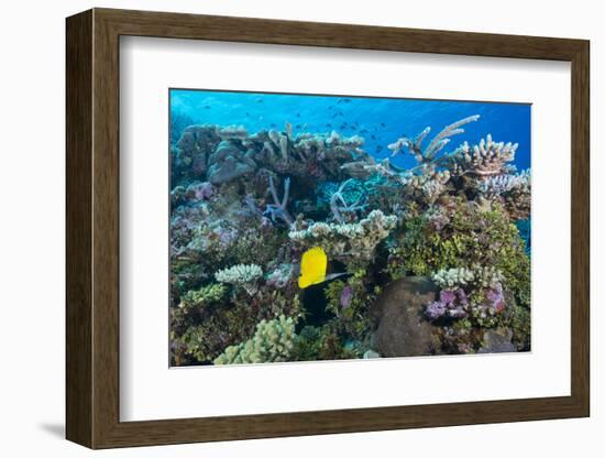 Colourful Healthy Hard and Soft Coral Reef with Long Nosed Butterflyfish (Forcipiger Flavissimus)-Louise Murray-Framed Photographic Print