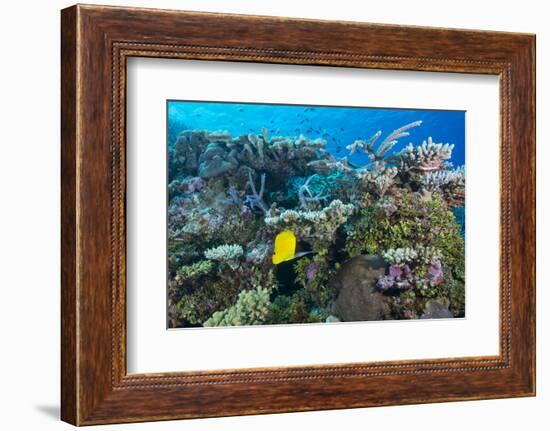 Colourful Healthy Hard and Soft Coral Reef with Long Nosed Butterflyfish (Forcipiger Flavissimus)-Louise Murray-Framed Photographic Print