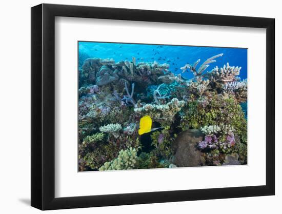 Colourful Healthy Hard and Soft Coral Reef with Long Nosed Butterflyfish (Forcipiger Flavissimus)-Louise Murray-Framed Photographic Print