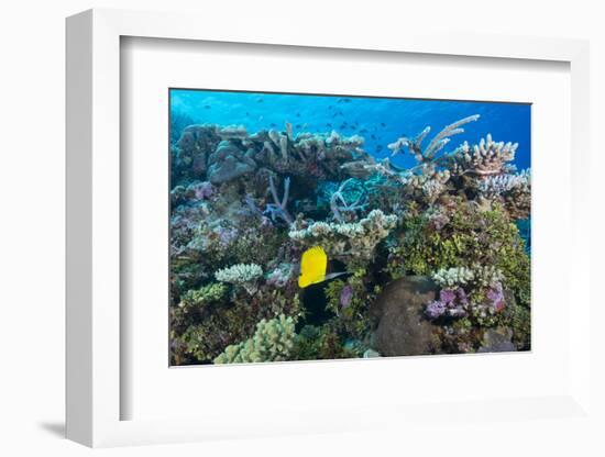 Colourful Healthy Hard and Soft Coral Reef with Long Nosed Butterflyfish (Forcipiger Flavissimus)-Louise Murray-Framed Photographic Print