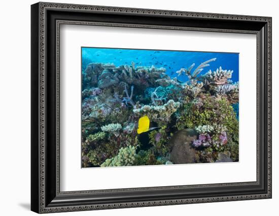 Colourful Healthy Hard and Soft Coral Reef with Long Nosed Butterflyfish (Forcipiger Flavissimus)-Louise Murray-Framed Photographic Print