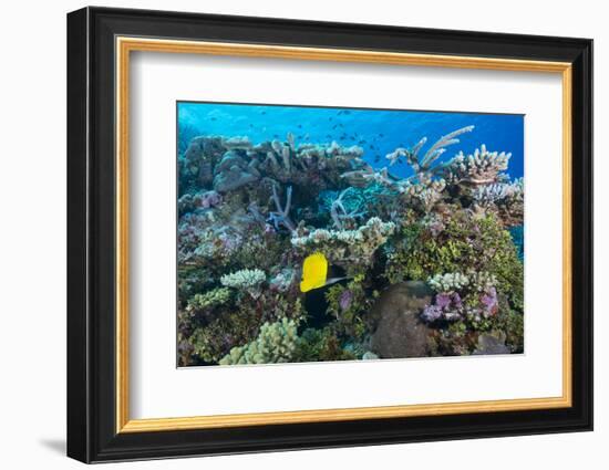 Colourful Healthy Hard and Soft Coral Reef with Long Nosed Butterflyfish (Forcipiger Flavissimus)-Louise Murray-Framed Photographic Print