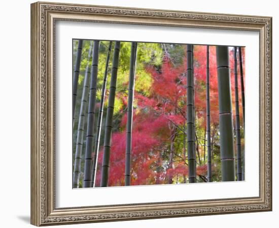 Colourful Maples in Autumn Colours, Arashiyama, Kyoto, Kansai Region, Honshu, Japan-Gavin Hellier-Framed Photographic Print