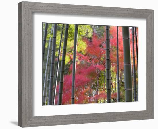 Colourful Maples in Autumn Colours, Arashiyama, Kyoto, Kansai Region, Honshu, Japan-Gavin Hellier-Framed Photographic Print