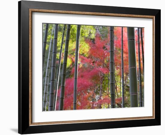 Colourful Maples in Autumn Colours, Arashiyama, Kyoto, Kansai Region, Honshu, Japan-Gavin Hellier-Framed Photographic Print