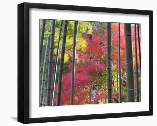 Colourful Maples in Autumn Colours, Arashiyama, Kyoto, Kansai Region, Honshu, Japan-Gavin Hellier-Framed Photographic Print