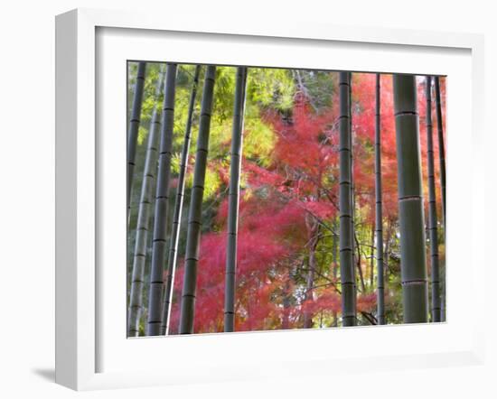 Colourful Maples in Autumn Colours, Arashiyama, Kyoto, Kansai Region, Honshu, Japan-Gavin Hellier-Framed Photographic Print